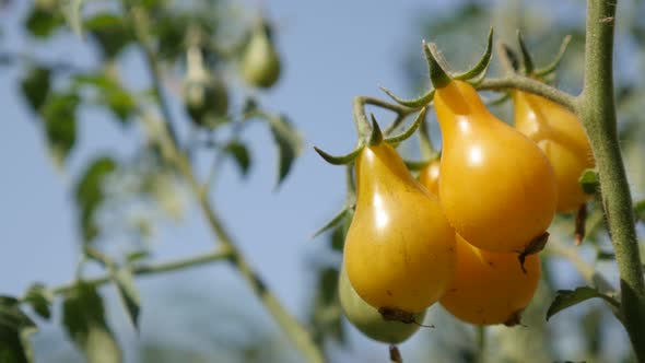 Vegetable with pear shape on vines 4K 2160p 30fps UltraHD footage - Close-up of yellow open-pollinat