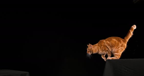 Red Tabby Domestic Cat, Adult Leaping against Black Background, Slow motion 4K