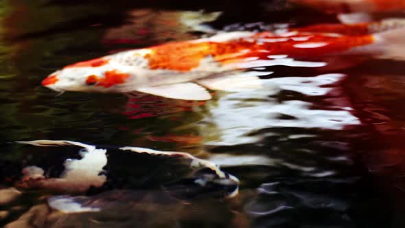 A colorful variety of ornamental Koi-Carp fishes or Kohaku is one of the gosanke, the ‘Big Three’, c