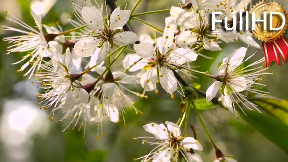 Flowering Plum Branch in the Garden Against Sky.