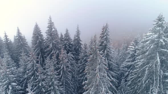 Winter forest. Snowy tree branch in a view of the winter forest