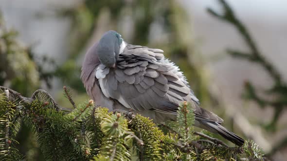 Wild Pigeon Cleans Feathers On A Christmas Tree Branch