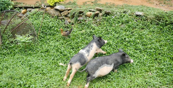 Pigs Running In Countryside