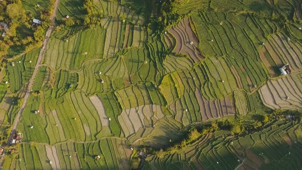 Landscape with Rice Terrace Field Bali, Indonesia