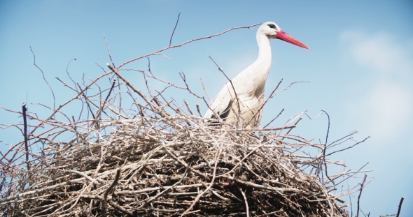 Stork In The Nest