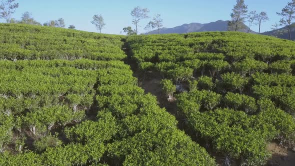 Endless Tropical Highland with Fresh Green Plantations