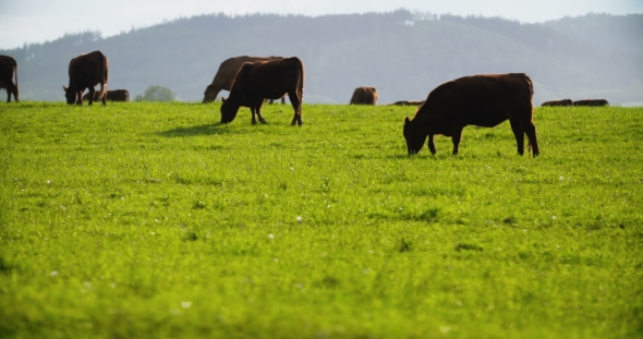 Cows Grazing On Pasture