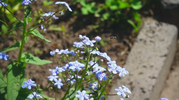 Bee Flying Near Blue Myosotis Flower