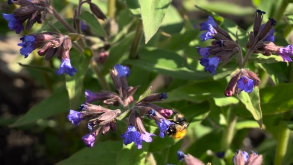 Bumblebees Pollinate Flowers Lungwort