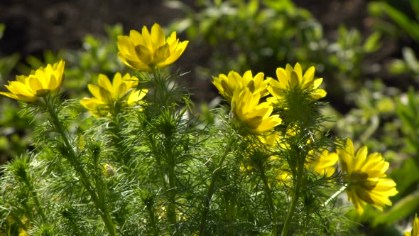 Yellow Flowers Adonis Spring