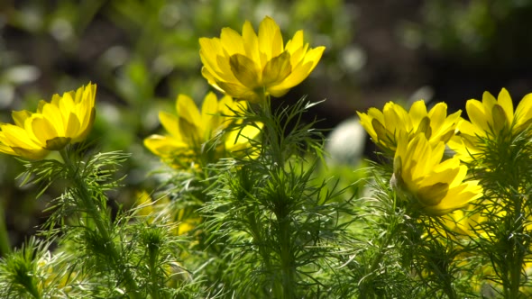 Yellow Flowers Adonis Spring in the