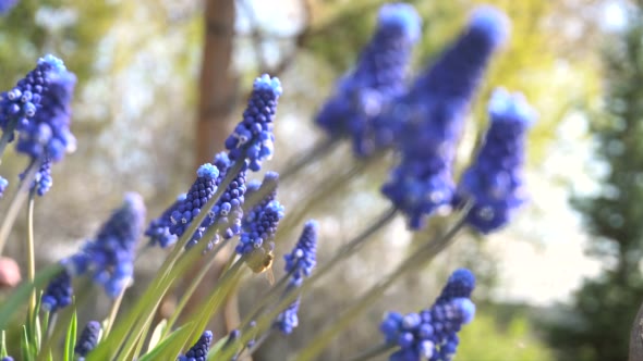 Bees Pollinating Flowers Muscari. Sunny Day in