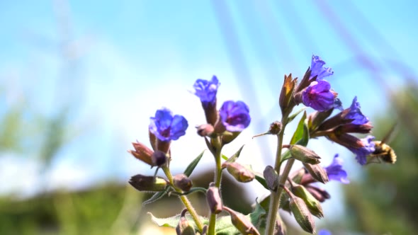 Insects Drink Nectar From Flowers Lungwort