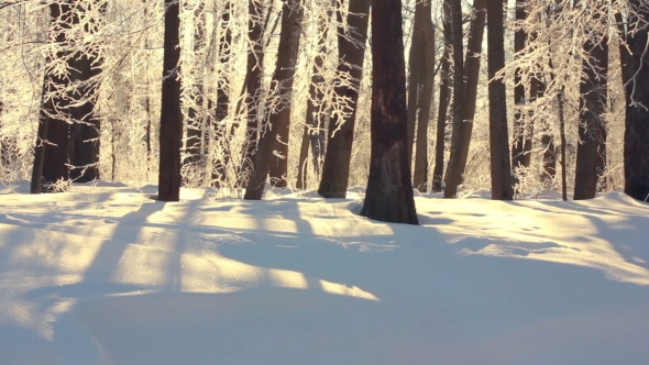 Winter Landscape. Winter Forest In Sunlight. Winter River In Park. Winter Nature