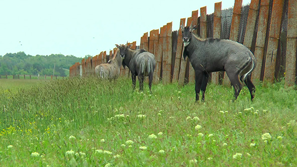 Nilgai Antelope Standing in the Steppes Near the Fence