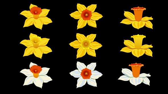 Flowers Daffodils Pack