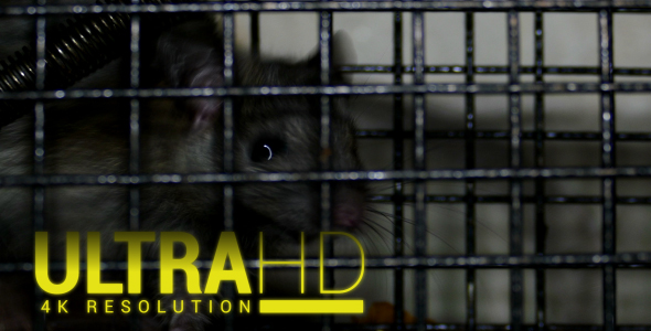 Rat Trap 5