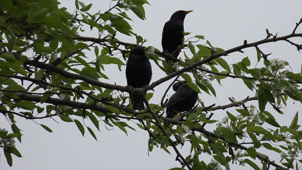 Common Blackbird