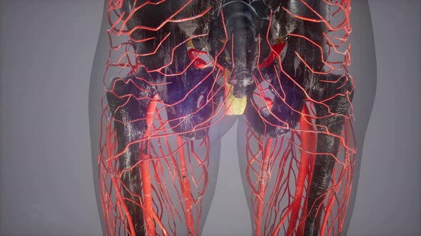 Human Body with Glow Blood Vessels