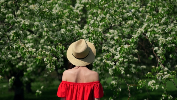 Morning In The Garden. Girl In The Blooming Bush Of Apple Three