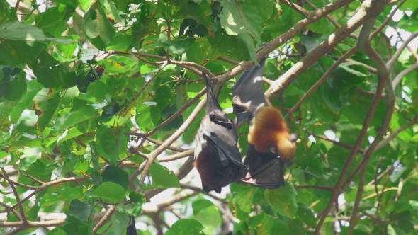 Flying Fox Hangs On a Tree Branch And Washes