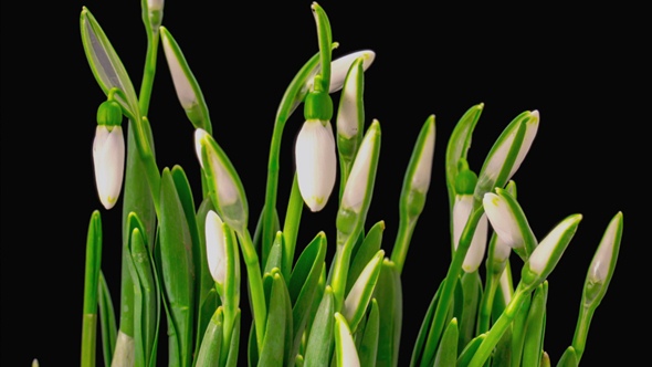 Soft White Snowdrops Blossom