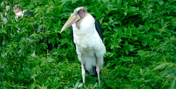 Bird Marabou