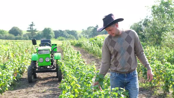 A Farmer Inspects a Blackcurrant Bush Plantation