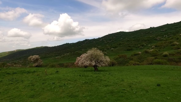 Blossoming Apple-tree Garden