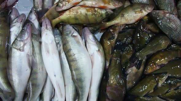 fresh fish on the counter in the store