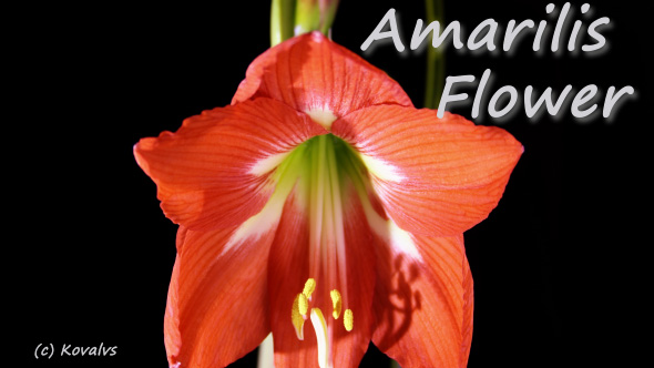 Amaryllis Flower alt
