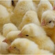 Newborn Chickens - VideoHive Item for Sale