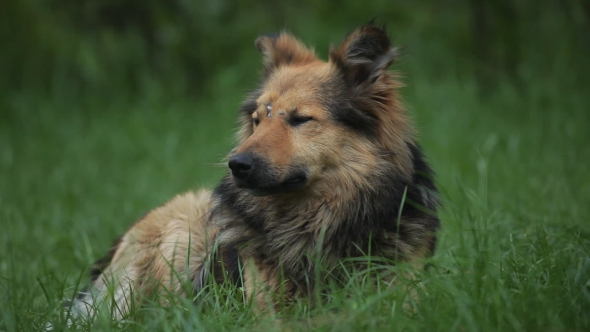 Portrait Of a Collie Dog With a Scar On His Forehead