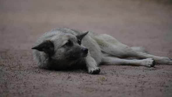 Portrait Of a Watchful Dog Lying On The Ground And Wags Its Tail