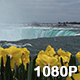 Daffodils atop Niagara Falls - VideoHive Item for Sale