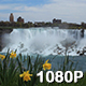 Daffodils and American Falls - VideoHive Item for Sale