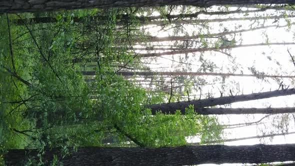 Vertical Video of a Forest with Pine Trees