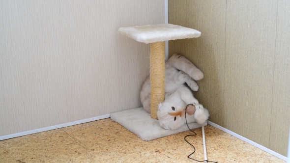 7 Month Kitten Playing With Toy And a Scratching Post