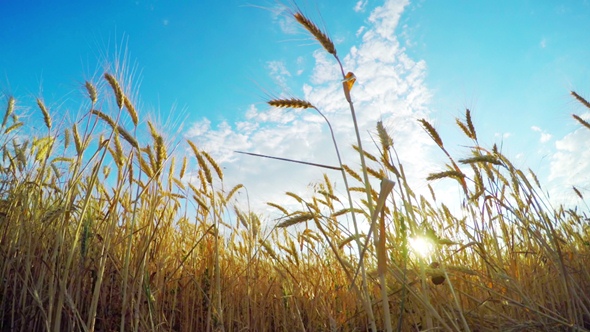 Golden Wheat Field