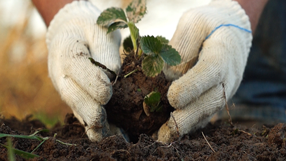 Shot of Man Planting a Strawberry Seedling