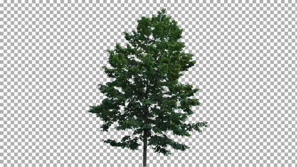 Real Tree Isolated on the Wind 21