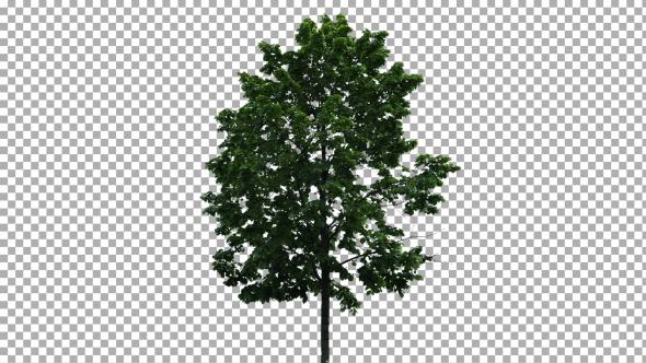 Real Tree Isolated on the Wind 22