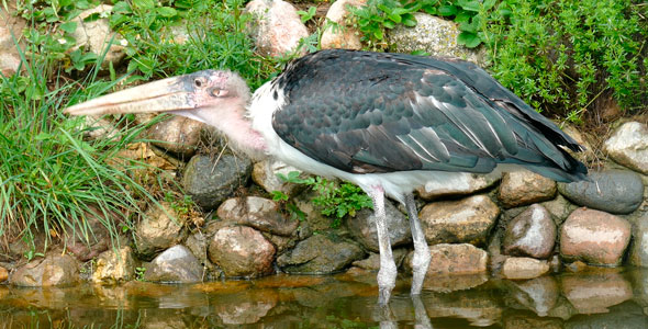 Bird Marabou