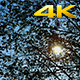 Sun Shining Through Tree  - VideoHive Item for Sale