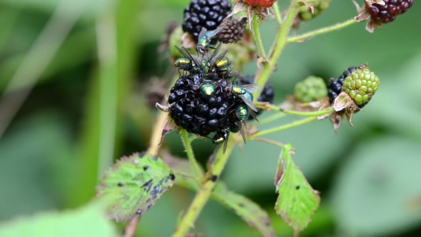  Of Blackberry Berries And Fly Drink Eat It Juice