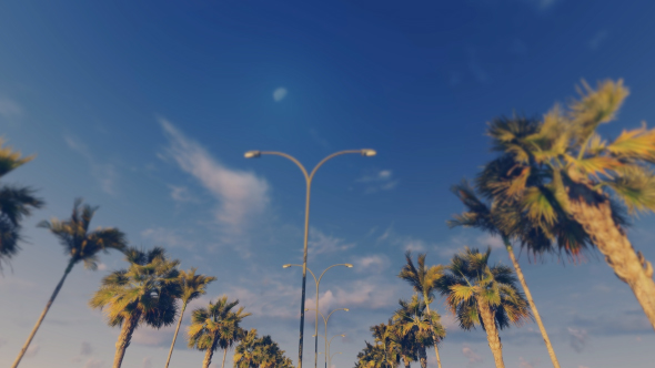 Driving Through Palm Trees - Sunset