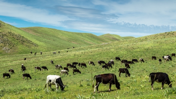 Herd Of Cows Grazing In a Meadow In The Mountains, Kazakhstan