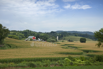 hills and a field of mature corn