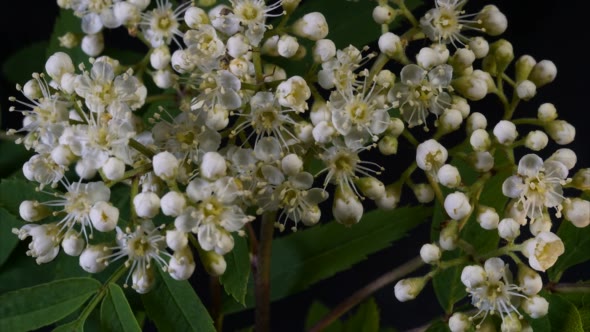  Rowan Flowers Bloom 