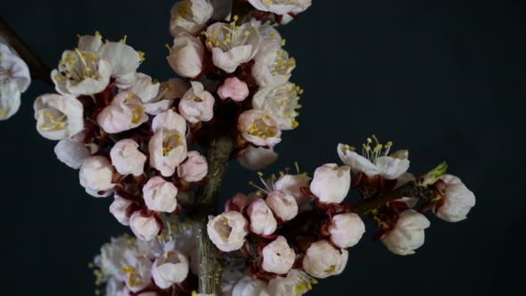 Apricot Flowers Bloom on a Black